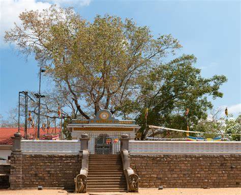 Mahabodhi the world's oldest tree